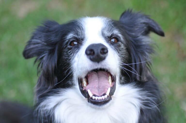dog bite barn manager