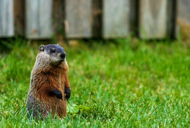 Mountain or Molehill? That Is The Question.