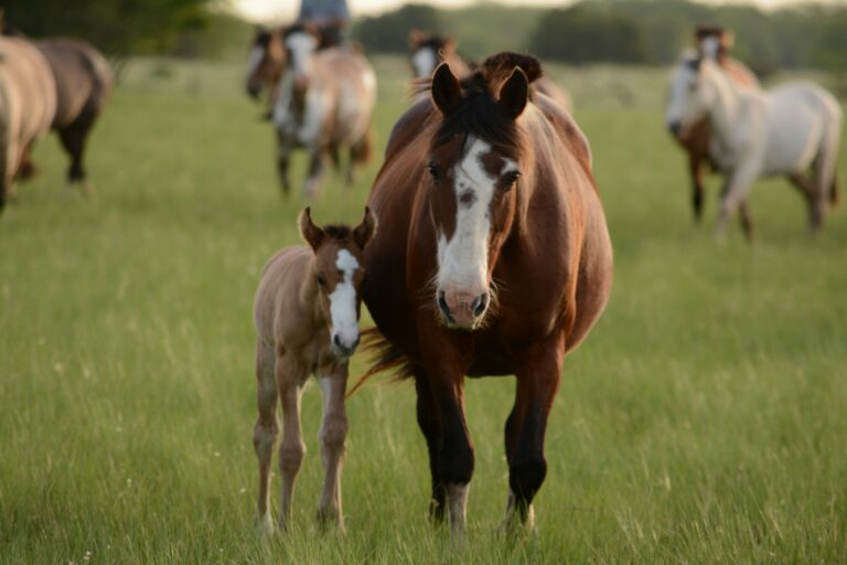 Quarter Horse Breeders Fail To Prove “Profit Motive” To IRS